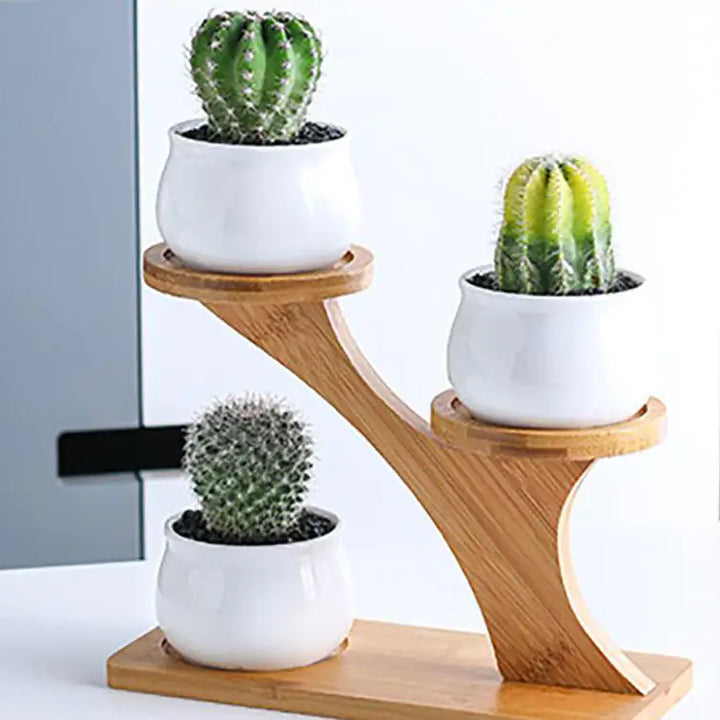 Succulent Pots & Bamboo Shelf