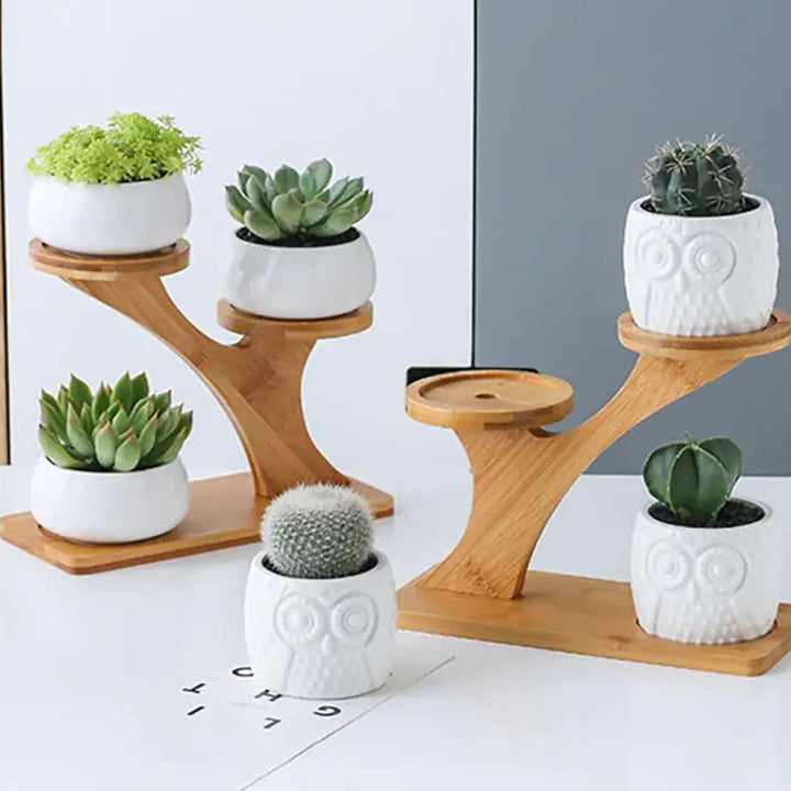 Succulent Pots & Bamboo Shelf