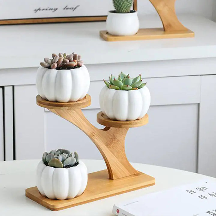 Succulent Pots & Bamboo Shelf